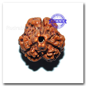 Three Mukhi Rudraksha