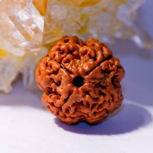 Four Mukhi Rudraksha