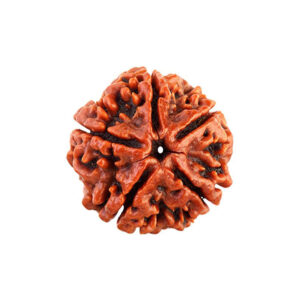 Five Mukhi Rudraksha