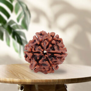 Six Mukhi Rudraksha