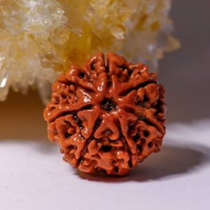 Seven Mukhi Rudraksha