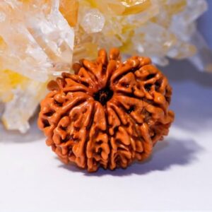 Ten Mukhi Rudraksha
