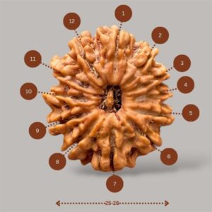 Twelve Mukhi Rudraksha