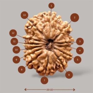 Thirteen Mukhi Rudraksha
