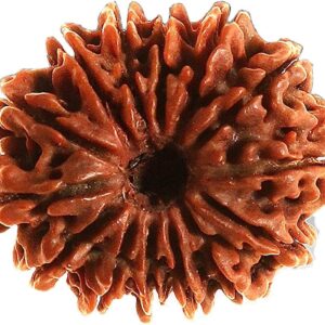 Fourteen Mukhi Rudraksha