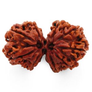 Gaurishankar Rudraksha