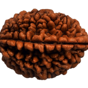 One Mukhi Rudraksha