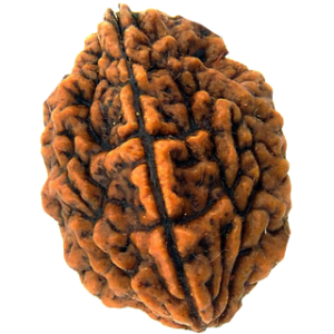 Two Mukhi Rudraksha